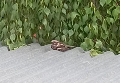 В Рязанский гидрометеоцентр прилетел козодой