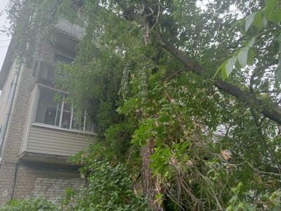 В Приокском в Рязани рухнувшее дерево упёрлось в балкон