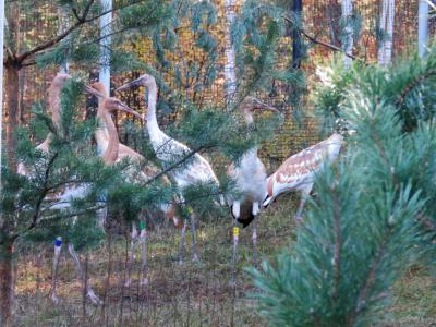 Молодых стерхов Окского заповедника начали учить самостоятельности
