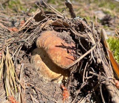 Рязанцы собрали в лесах первые белые грибы