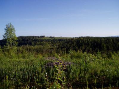 Представители Рязанщины обсудили приоритетные задачи в области развития лесного хозяйства