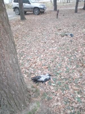 Фото пользователя ВК Павла Махнача