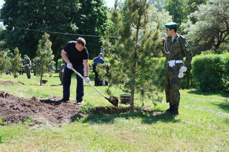 На Московском шоссе в Рязани открыли кедровую аллею