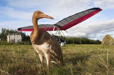 Стерх Владимира Путина обрёл свою любовь на Рязанщине