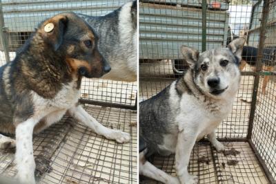 Рязанцев поблагодарили за помощь в поиске двух собак