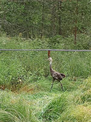 В Окском заповеднике одинокая самка чёрного журавля дождалась жениха