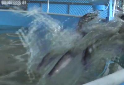 На рыбной ферме близ Касимова в бассейн запустили первую партию мальков форели