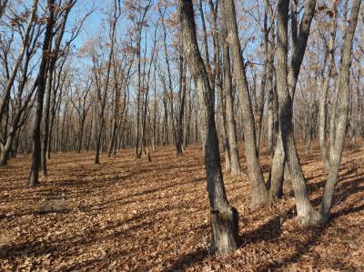 Восемь новых лесопатрульных автомобилей усилят охрану рязанских лесов