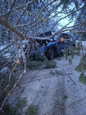 В Рязанском районе упавшее на трассу дерево разбило автомобиль