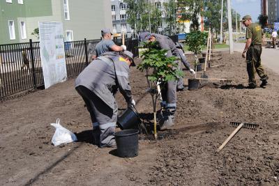 В новом микрорайоне Дашково-Песочни высадили клёны и каштаны