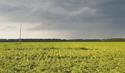 В Рязанской области потеплеет до 29 градусов