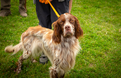 В Рязани прошла юбилейная выставка охотничьих собак