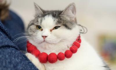 Фото: телеграм-канал «Топор | Новости Рязани»