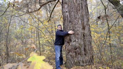 В Шиловском лесу нашли 240-летнюю сосну
