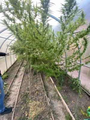 Житель Рязанского района выращивал в теплице высокоурожайную коноплю