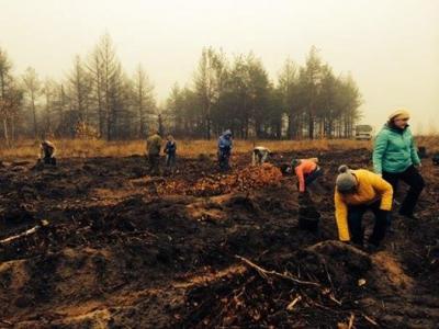 Студенты РГАТУ посадили порядка семи тысяч обыкновенных сосен