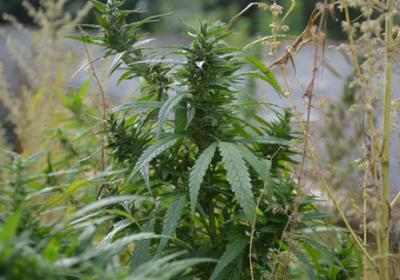 Рязанские стражи порядка уничтожили ещё несколько участков с дикой коноплёй