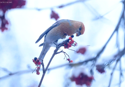 В Рязанской области появились редкие птицы