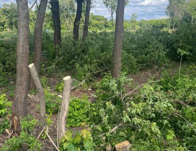 Мэрия Рязани объяснила, зачем вырубают деревья в Лесопарка