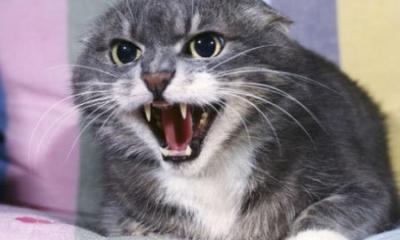 В Суйске Старожиловского района введён карантин по бешенству