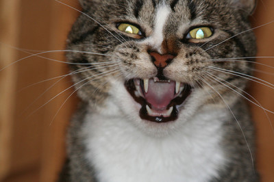 В селе Федотьево Спасского района ввели карантин по бешенству