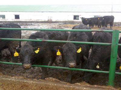 На Рязанщину завезли коров абердин-ангусской породы из США