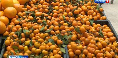 В Рязани стартовал мандариновый сезон