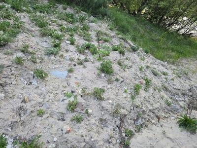 Мэрия Рязани отреагировала на «беспредел» у пляжа в Солотче