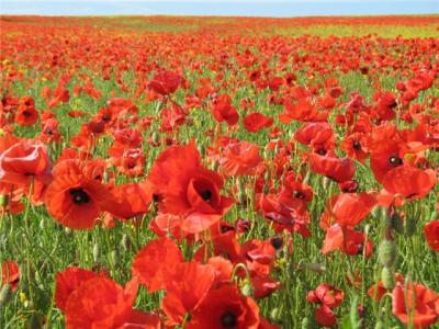 В Рязанской области начинается операция «Мак 2014» 