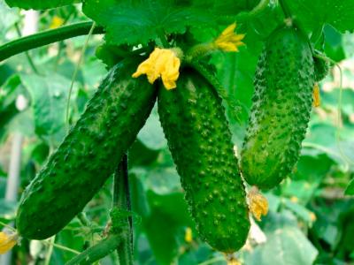 На Рязанщине собрали свыше 400 тонн огурцов