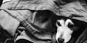 В посёлке Приокский травят собак