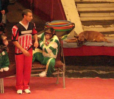 В Рязанском цирке состоялась премьера программы «Гигантские шимпанзе»