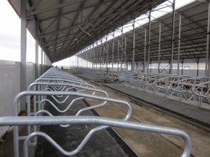 Под Рязанью строится роботизированный молочный комплекс 