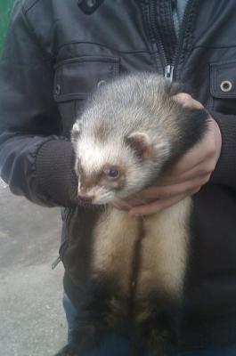 В рязанском посёлке Приокский нашли хорька