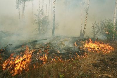 Сотрудники рязанского «Пожлес» справились с учебным пожаром на отлично