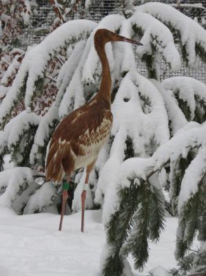 В рязанский питомник журавлей прибыл стерх из города Иваново