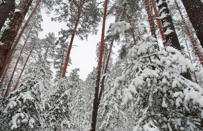 Лагерь «Сказка» подчиняют Рязанскому Дворцу детского творчества