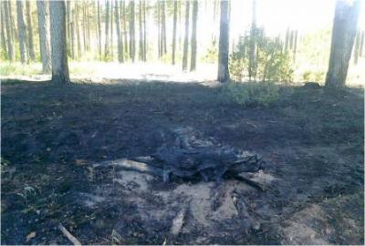 На Рязанщине случился ещё одни лесной пожар