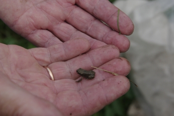 Дождь из лягушек прошёл в Ухолово