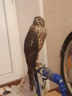 Рязанцев просят помочь отыскать ястреба
