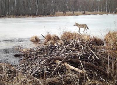 В Окском заповеднике волк и лиса благополучно прошли по тонкому льду Пры