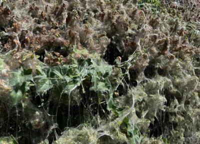 В Рязани заметили горностаевую моль