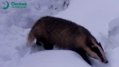 В Окском заповеднике проследили за чистоплотностью местных барсуков