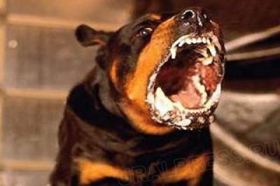 Карантин по бешенству введён в Сасовском и Спасском районах