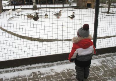 Суд подтвердил нарушения в области обращения с животными на территории комплекса «В некотором царстве…»