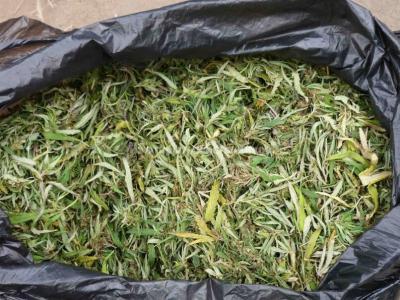 У жителя Старожиловского района отобрали свыше килограмма марихуаны и конопли