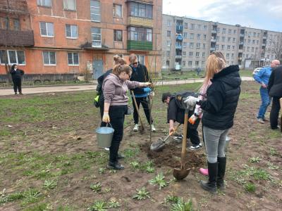На улице Бирюзова в Рязани высадили 30 лип