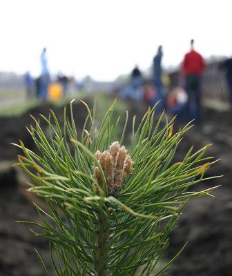 Криушинское школьное лесничество признано лучшим в России