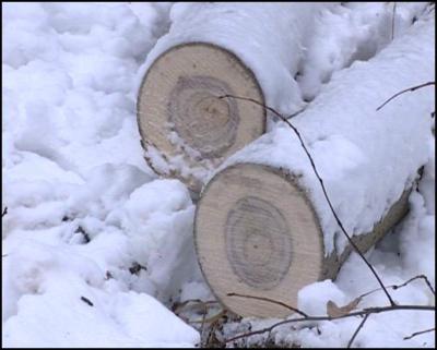 Спасские полицейские выловили чёрного лесоруба