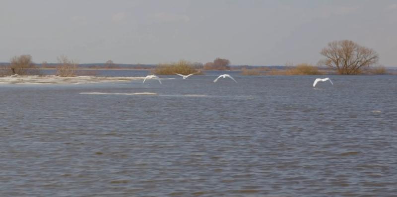 Под Рязанью заметили белых лебедей